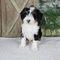 Treva, a female Miniature Bernedoodle for sale in Millersburg, OH – 2 of 6