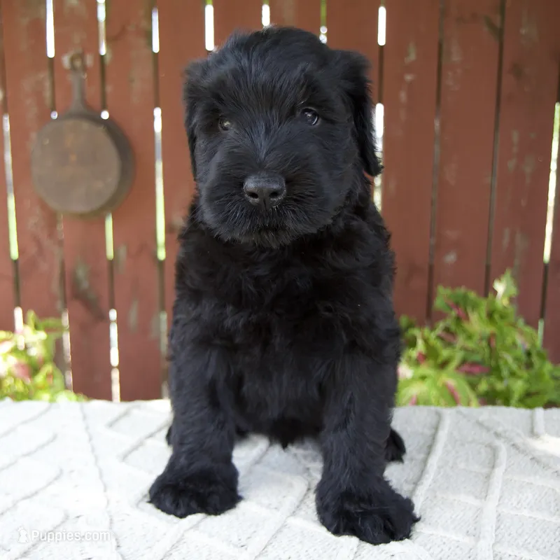 Travis – Giant Schnauzer puppy for sale in Millersburg, OH