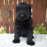 Travis, a male Giant Schnauzer for sale in Millersburg, OH – 1 of 10