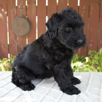 Teresa, a female Giant Schnauzer for sale in Millersburg, OH – 6 of 10