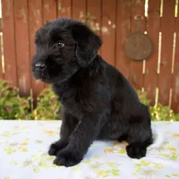 Roxann, a female Giant Schnauzer for sale in Millersburg, OH – 3 of 8