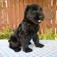 Olen, a male Giant Schnauzer for sale in Millersburg, OH – 4 of 5