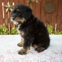 Nehemiah, a male Miniature Bernedoodle for sale in Millersburg, OH – 3 of 8