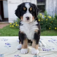 Shyann, a female Bernese Mountain Dog for sale in Millersburg, OH – 4 of 6