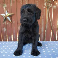 Ava, a female Giant Schnauzer for sale in Millersburg, OH – 4 of 6