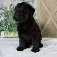 Kaylie, a female Giant Schnauzer for sale in Millersburg, OH – 6 of 8