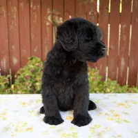 Renae, a female Giant Schnauzer for sale in Millersburg, OH – 4 of 7