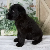 Kyle, a male Giant Schnauzer for sale in Millersburg, OH – 2 of 7