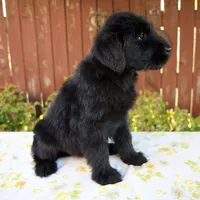 Renita, a female Giant Schnauzer for sale in Millersburg, OH – 6 of 7
