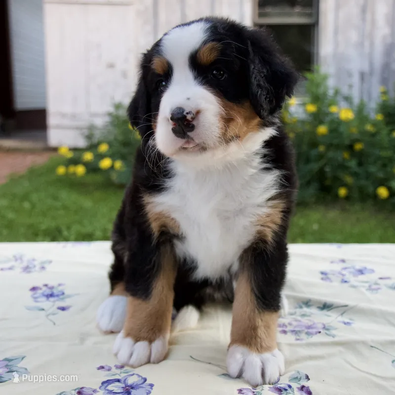 Suzy – Bernese Mountain Dog puppy for sale in Millersburg, OH