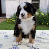 Suzy, a female Bernese Mountain Dog for sale in Millersburg, OH – 1 of 5