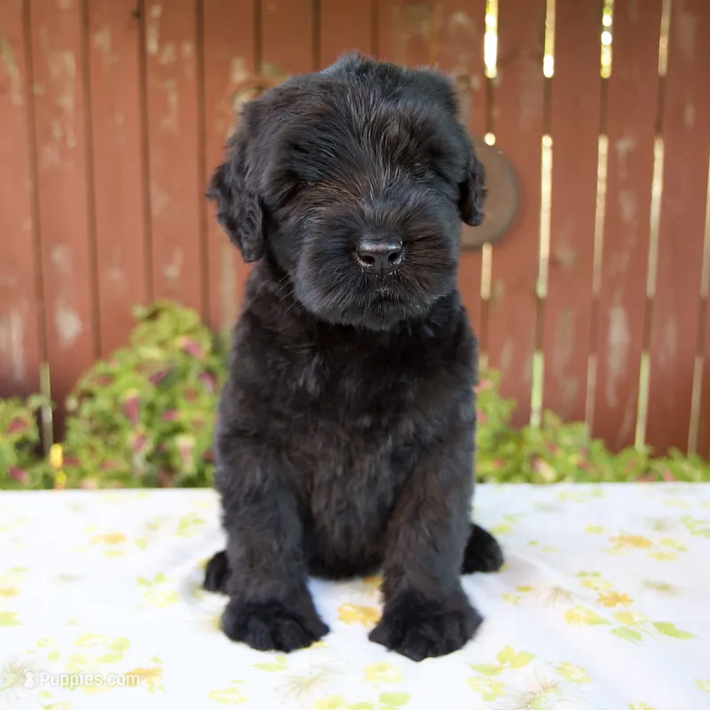 Renae – Giant Schnauzer puppy for sale in Millersburg, OH