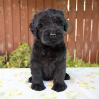 Renae, a female Giant Schnauzer for sale in Millersburg, OH – 1 of 7
