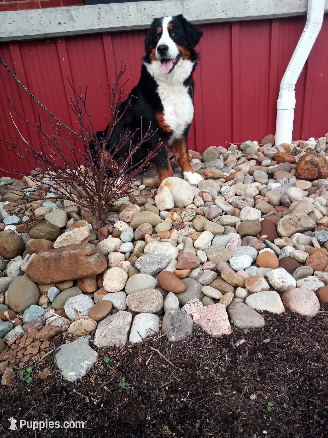 Esme, a female Bernese Mountain Dog for sale in Millersburg, OH – 7 of 8
