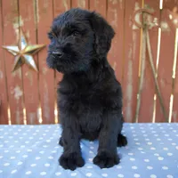 Alice, a female Giant Schnauzer for sale in Millersburg, OH – 4 of 7