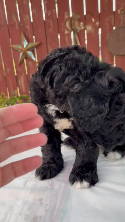 Melody, a female Schnoodle for sale in Millersburg, OH – 8 of 8