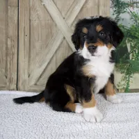 Esme, a female Bernese Mountain Dog for sale in Millersburg, OH – 3 of 8