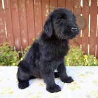 Renita, a female Giant Schnauzer for sale in Millersburg, OH – 7 of 7