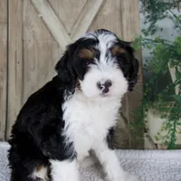 Treva, a female Miniature Bernedoodle for sale in Millersburg, OH – 3 of 6