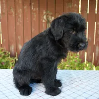Orus, a male Giant Schnauzer for sale in Millersburg, OH – 2 of 6