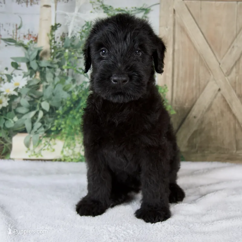 Kaylie – Giant Schnauzer puppy for sale in Millersburg, OH
