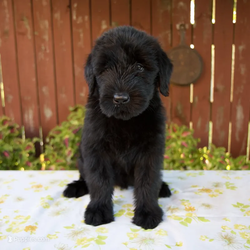 Renita – Giant Schnauzer puppy for sale in Millersburg, OH