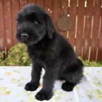 Rachelle, a female Giant Schnauzer for sale in Millersburg, OH – 3 of 7