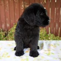 Rhonda, a female Giant Schnauzer for sale in Millersburg, OH – 5 of 5