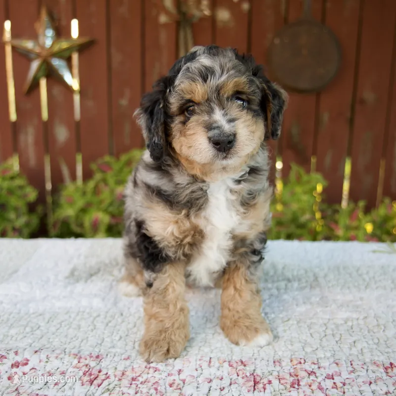 Nate – Miniature Bernedoodle puppy for sale in Millersburg, OH
