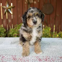 Nate, a male Miniature Bernedoodle for sale in Millersburg, OH – 1 of 8