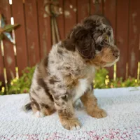 Neil, a male Miniature Bernedoodle for sale in Millersburg, OH – 6 of 7