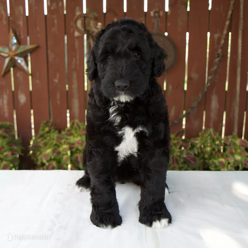 Melody – Schnoodle puppy for sale in Millersburg, OH