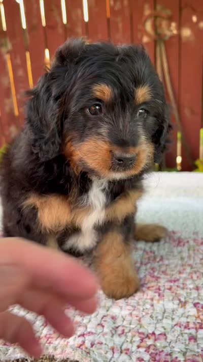 Noelle, a female Miniature Bernedoodle for sale in Millersburg, OH – 8 of 8