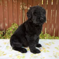 Renae, a female Giant Schnauzer for sale in Millersburg, OH – 7 of 7