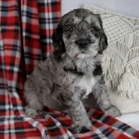 Devon, a male Schnoodle for sale in Millersburg, OH – Photo 5 of 7