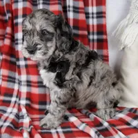 Devon, a male Schnoodle for sale in Millersburg, OH – Photo 7 of 7