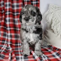 Devon, a male Schnoodle for sale in Millersburg, OH – Photo 4 of 7