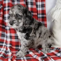 Devon, a male Schnoodle for sale in Millersburg, OH – Photo 3 of 7
