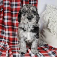 Devon, a male Schnoodle for sale in Millersburg, OH – Photo 1 of 7