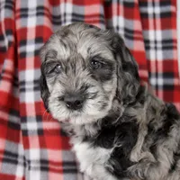 Devon, a male Schnoodle for sale in Millersburg, OH – Photo 2 of 7