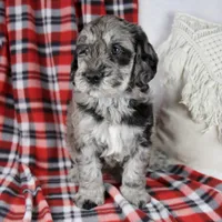 Devon, a male Schnoodle for sale in Millersburg, OH – Photo 6 of 7