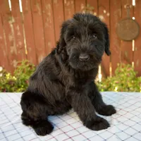 Olivia, a female Giant Schnauzer for sale in Millersburg, OH – 5 of 6