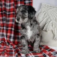 Drew, a male Schnoodle for sale in Millersburg, OH – Photo 7 of 7