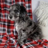 Drew, a male Schnoodle for sale in Millersburg, OH – Photo 3 of 7