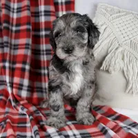 Drew, a male Schnoodle for sale in Millersburg, OH – Photo 6 of 7