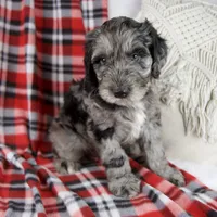 Drew, a male Schnoodle for sale in Millersburg, OH – Photo 2 of 7
