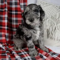 Drew, a male Schnoodle for sale in Millersburg, OH – Photo 4 of 7