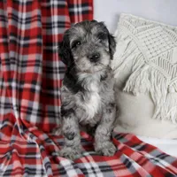 Drew, a male Schnoodle for sale in Millersburg, OH – Photo 5 of 7