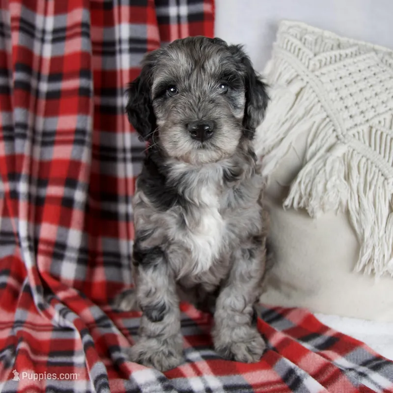 Drew – Schnoodle puppy for sale in Millersburg, OH