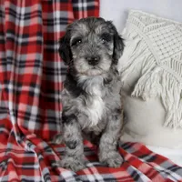 Drew, a male Schnoodle for sale in Millersburg, OH – Photo 1 of 7
